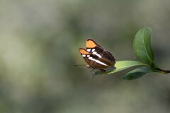 Adelpha californica