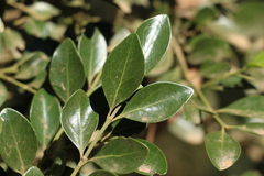 Psydrax odorata odorata