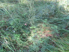 Artemisia tanacetifolia