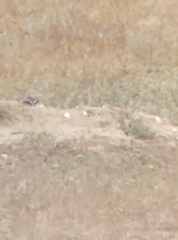 Athene cunicularia