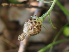 Centaurea × moncktonii