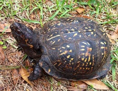 Terrapene carolina