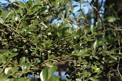 Psydrax odorata odorata