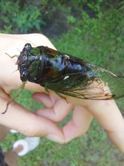 Neotibicen lyricen