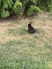 Oryctolagus cuniculus domesticus