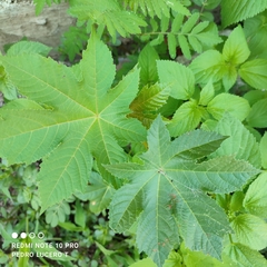 Ricinus communis