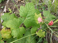 Rubus parviflorus