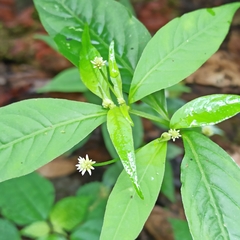 Alternanthera
