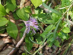 Centaurea × moncktonii