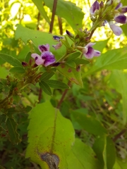 Lespedeza virginica