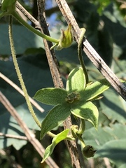 Gonolobus grandiflorus