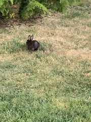 Oryctolagus cuniculus domesticus