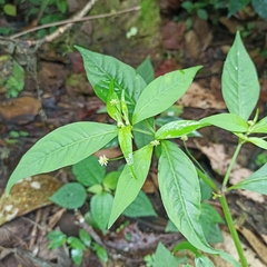 Alternanthera
