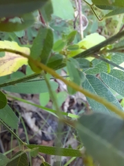 Lespedeza virginica