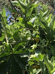 Gonolobus grandiflorus