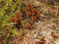 Juncus torreyi