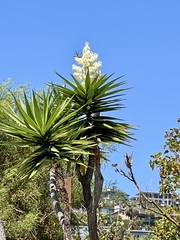 Yucca gigantea
