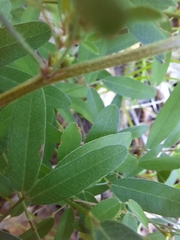 Lespedeza virginica