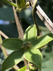 Gonolobus grandiflorus