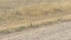 Urocitellus richardsonii