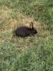 Oryctolagus cuniculus domesticus