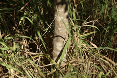 Psydrax odorata odorata