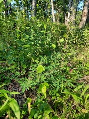 Lespedeza virginica