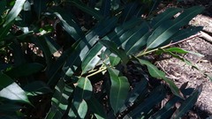 Acrostichum speciosum