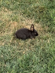 Oryctolagus cuniculus domesticus