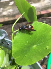 Orancistrocerus drewseni