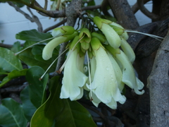 Tecomanthe speciosa
