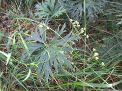 Aconitum barbatum