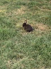 Oryctolagus cuniculus domesticus