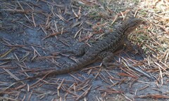 Sceloporus occidentalis bocourtii