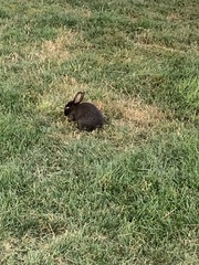 Oryctolagus cuniculus domesticus