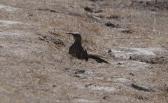 Toxostoma redivivum