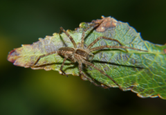 Pisaurina mira