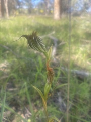 Pterostylis recurva