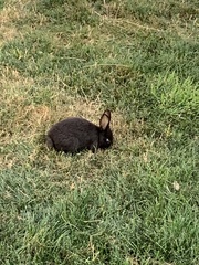 Oryctolagus cuniculus domesticus