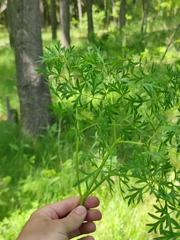 Peucedanum alsaticum