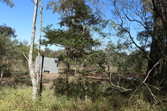 Psydrax odorata odorata