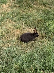 Oryctolagus cuniculus domesticus
