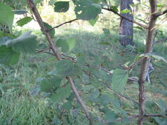 Crataegus sanguinea