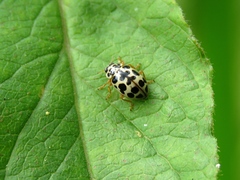 Anisosticta novemdecimpunctata