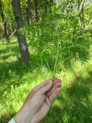 Peucedanum alsaticum