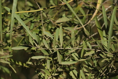 Denhamia cunninghamii