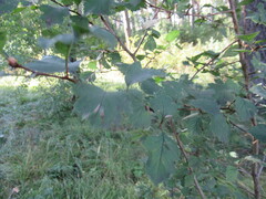 Crataegus sanguinea