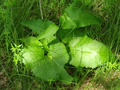 Phlomoides tuberosa