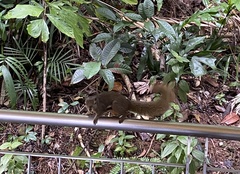 Callosciurus notatus