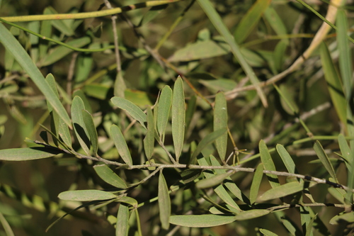 Image of Denhamia cunninghamii by (c) Greg Tasney, some rights reserved (CC BY-SA)